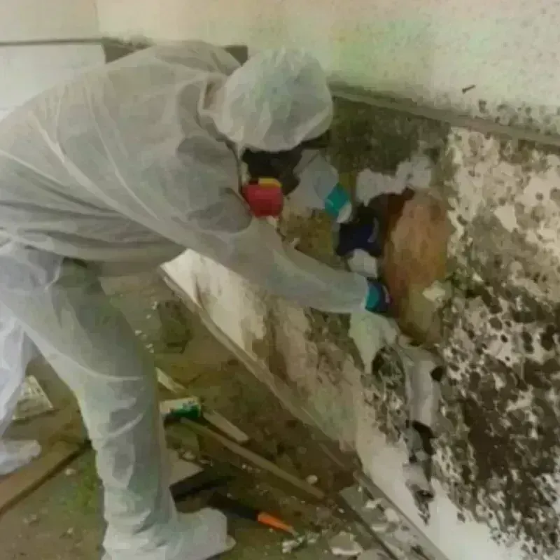 Mold Remediation and Removal in Peshtigo, WI